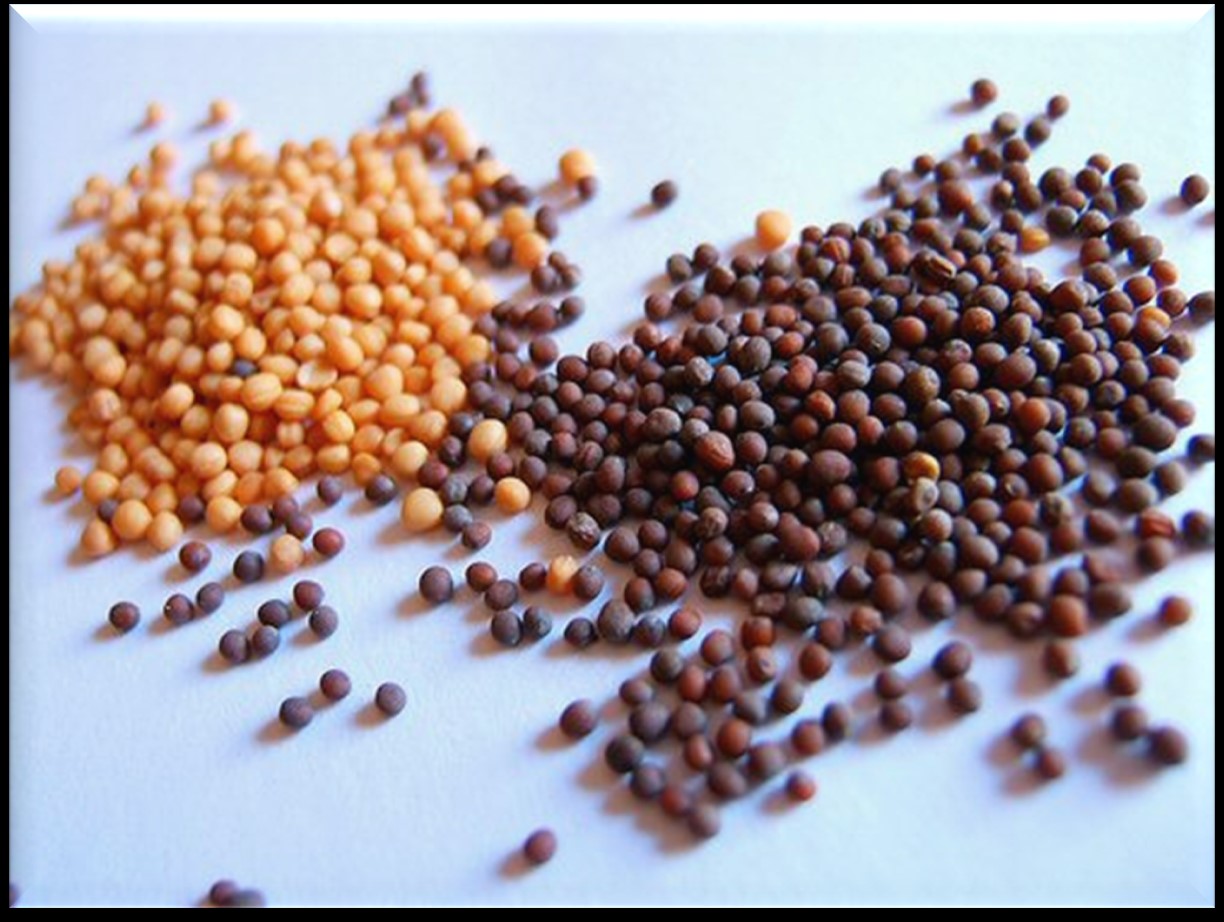 The Parable of the Mustard Seed