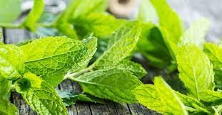 Mint Spices and Herbs